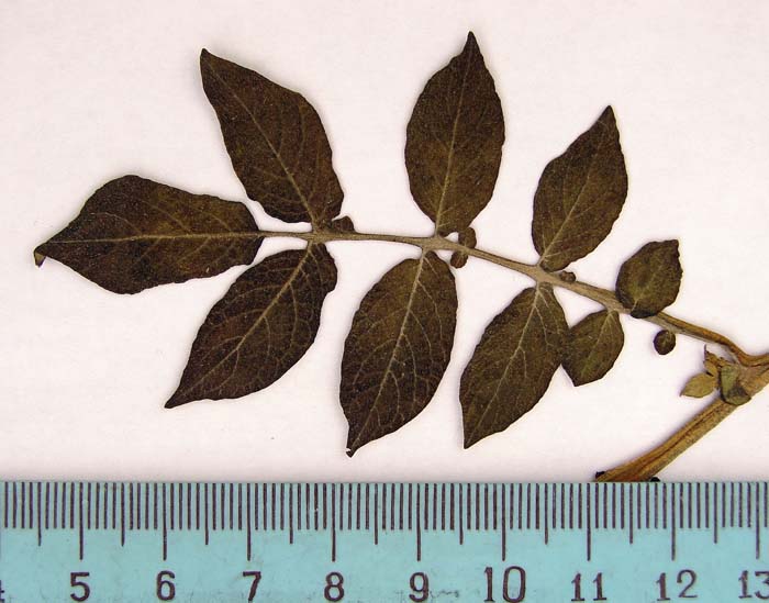 S.leaf